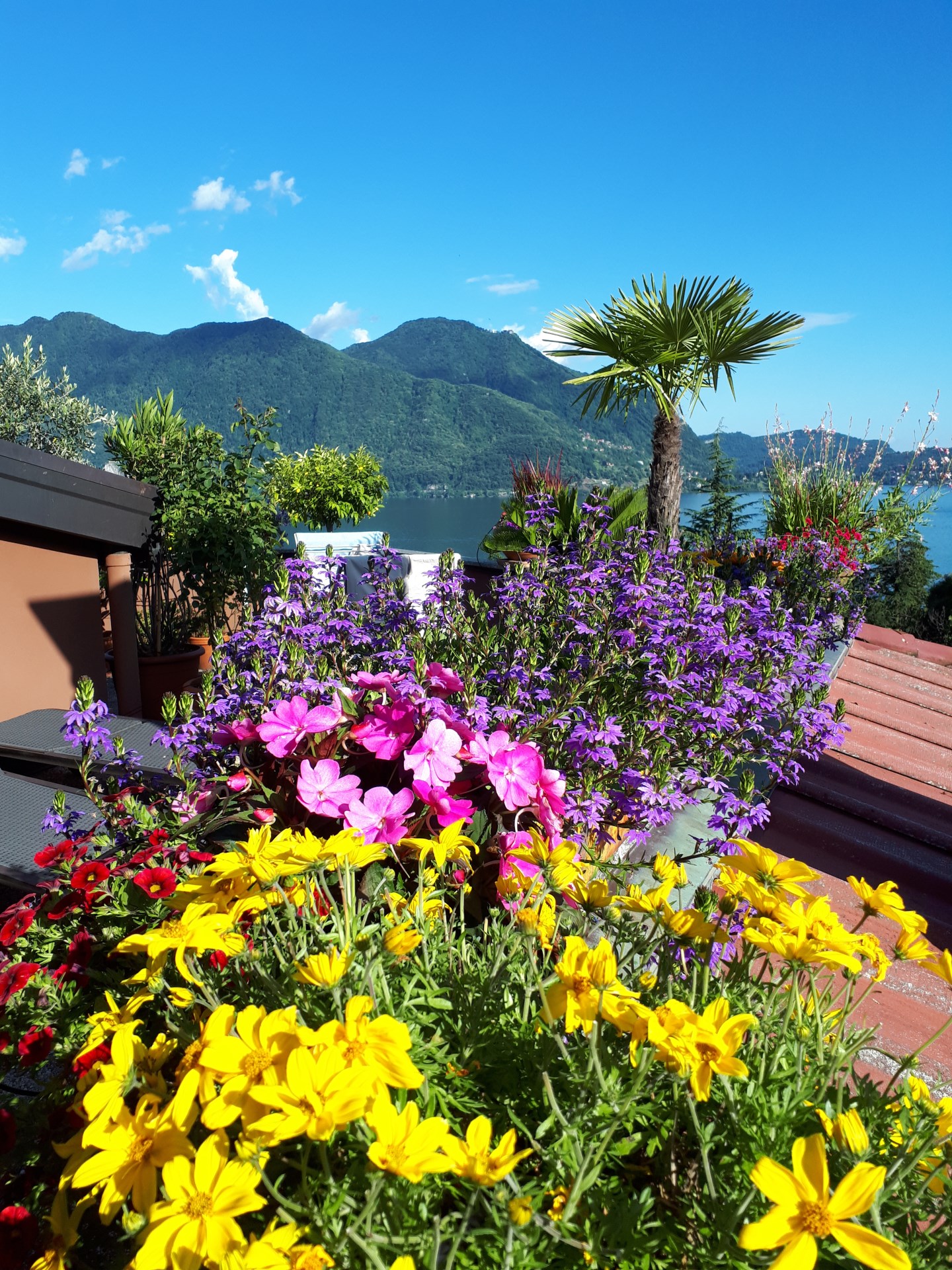 13635-immobiliaredipalo-alloggiolaselvaghiffa-01_fiori Appartamento vista lago con grande terrazzo panoramico